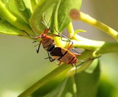 Dysdercus nigrofasciatus