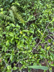 Alyxia stellata, photograph (c) Brynn Fricke, some rights reserved (CC BY)