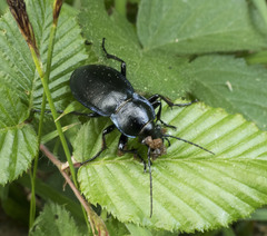 Carabus scheidleri