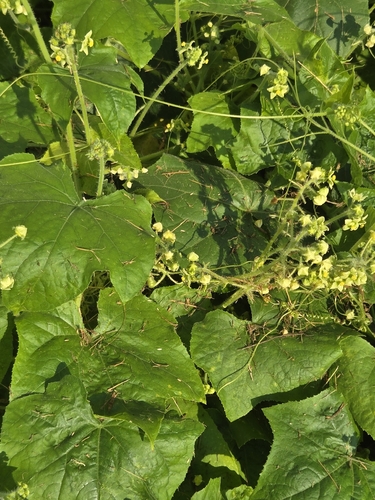 Oneseed Bur Cucumber