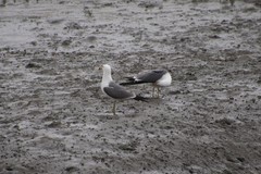 Larus crassirostris