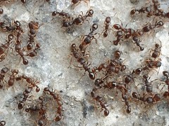 Tetramorium tsushimae