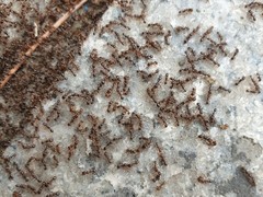 Tetramorium tsushimae