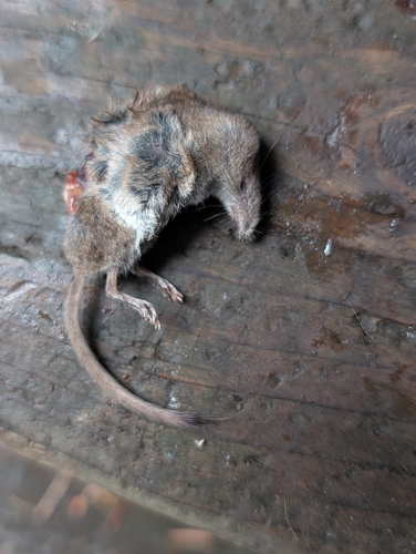 Masked Shrew observed by joshuadoby