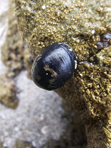 Nerita japonica, 2026-08-28