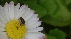 Anthrenus angustefasciatus