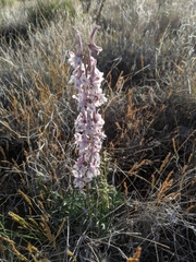 Delphinium wootonii