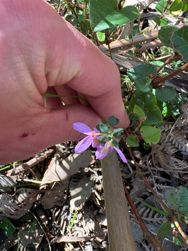 Pink-bells