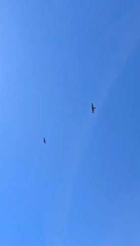 Tasmanian wedge-tailed eagle