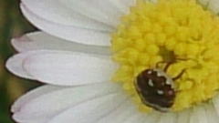 Anthrenus angustefasciatus