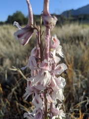 Delphinium wootonii
