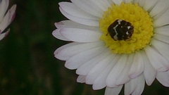 Anthrenus angustefasciatus