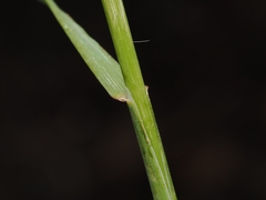 Avena barbata, photograph (c) Angus Campbell, some rights reserved (CC BY)