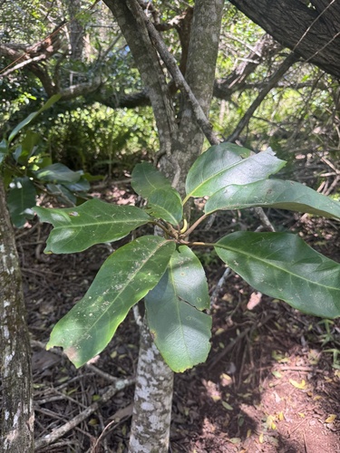 Planchonella sandwicensis observed 2026-08-25