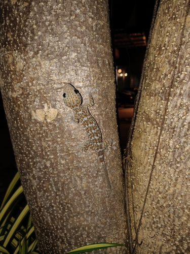 Tokay Gecko
