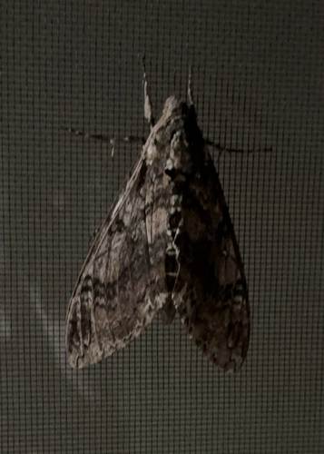 Carolina Sphinx