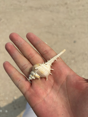 rare-spined murex