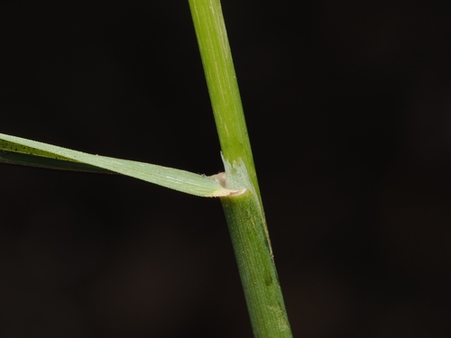Avena barbata, photograph 3