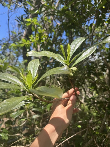 Pittosporum glabrum observed 2026-08-25