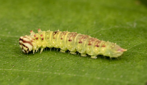 Arched Hooktip Moth photo 5