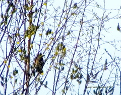 Coccothraustes coccothraustes