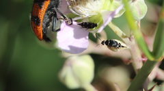 Mordella leucostigma