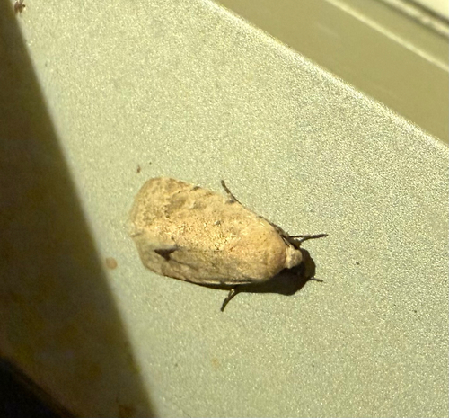 Leucocnemis perfundis