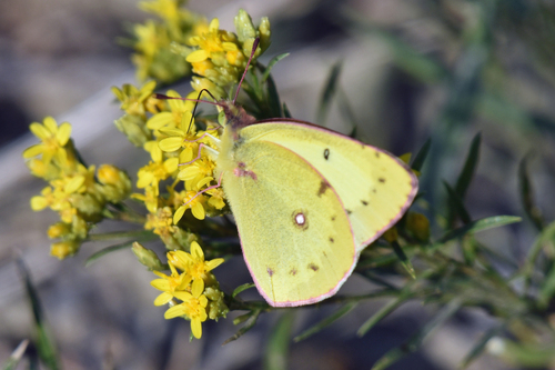 Clouded Sulphur