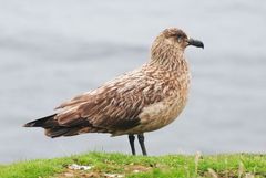 Great Skua photo 2