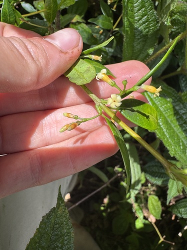 Alyxia stellata observed 2026-08-25