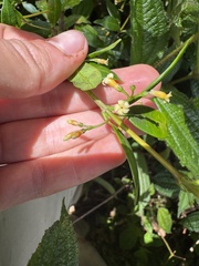 Alyxia stellata, photograph (c) Brynn Fricke, some rights reserved (CC BY)