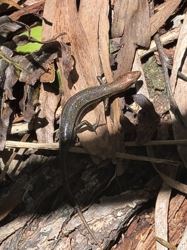 Lampropholis delicata observed 2026-08-25