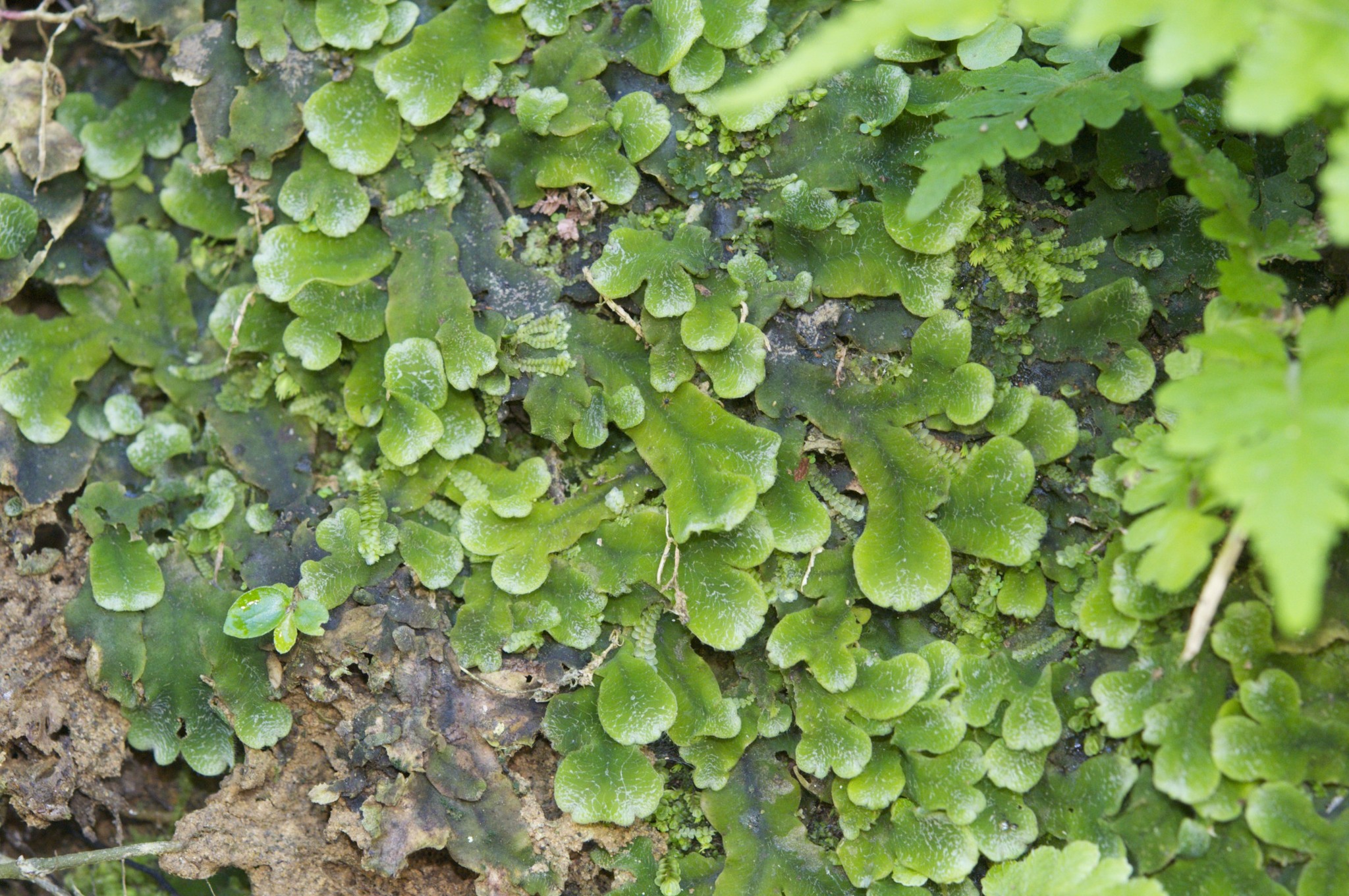 Dumortieraceae