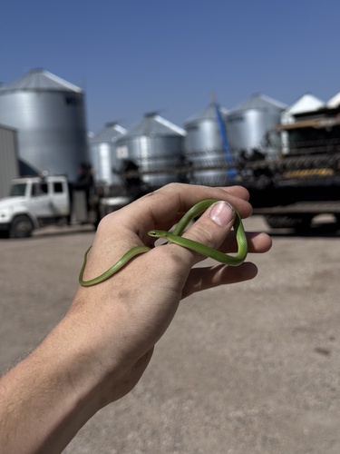 Smooth Greensnake