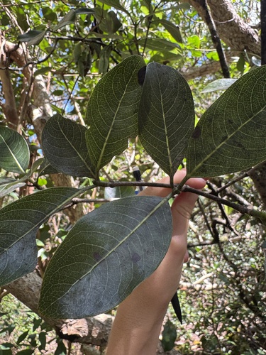 Psychotria hathewayi observed 2026-08-25