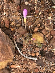 Oxalis polyphylla pentaphylla