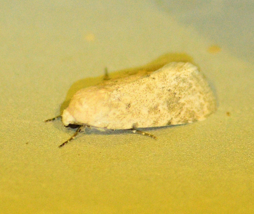 Leucocnemis perfundis