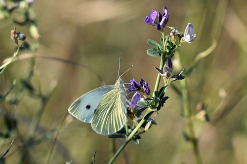 Small White