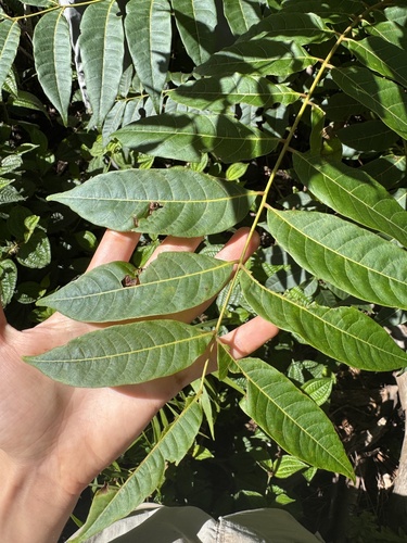 Toona ciliata observed 2026-08-25