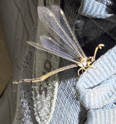 Clathroneuria coquilletti