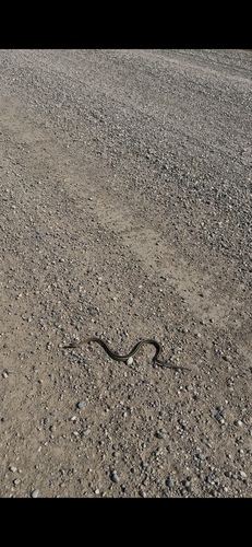Plains Garter Snake