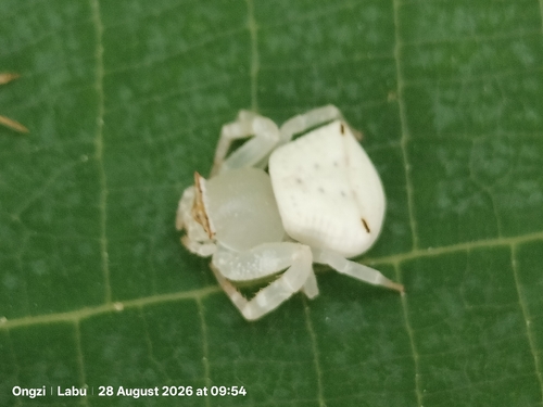Thomisus callidus