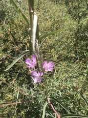 Clarkia bottae