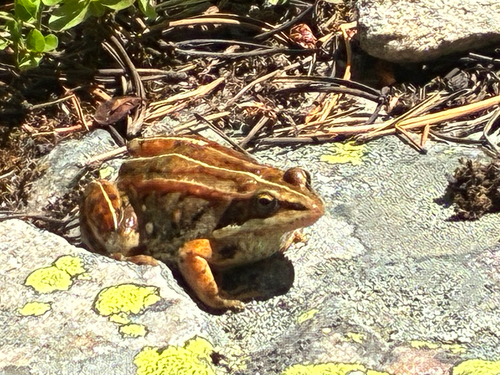Wood Frog