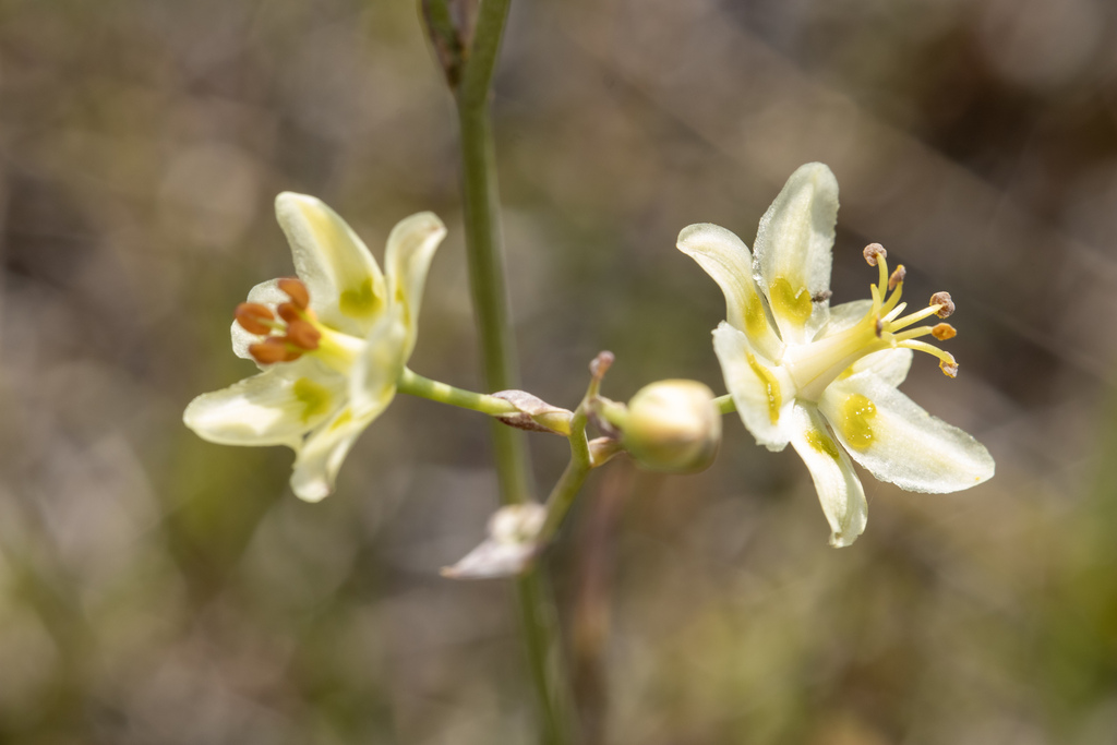 Anticlea elegans; photograph (c) daksu, some rights reserved (CC BY)