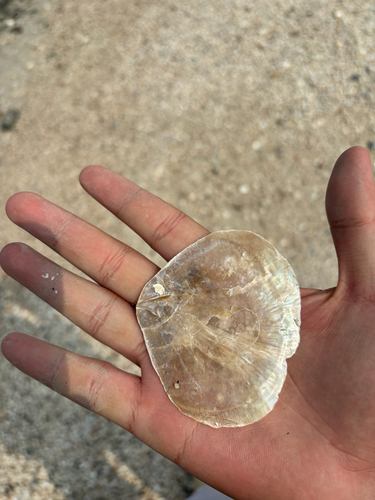 Windowpane Oyster