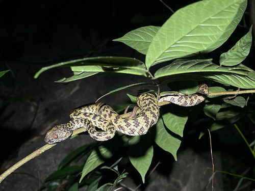 Photo of a Hon Son Pit Viper (Trimeresurus honsonensis)