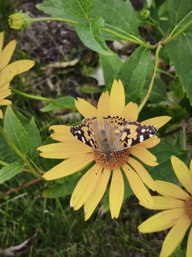 Painted Lady