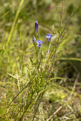 Gentianopsis virgata