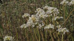 Allium amplectens
